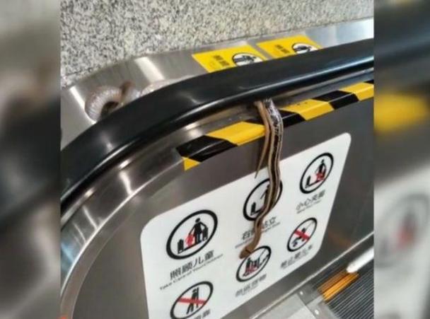 毒蛇4.5辅助器地铁逃生无限金币游戏截图
