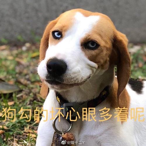 小狗勾坏心眼多着呢表情赚钱版游戏截图