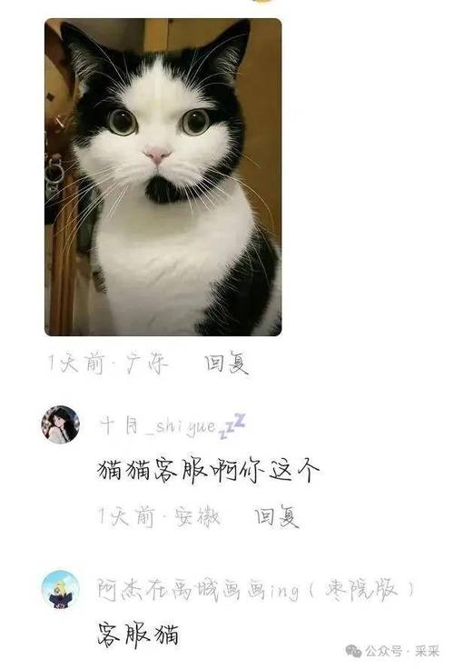 猫咪段子16MB飘荡