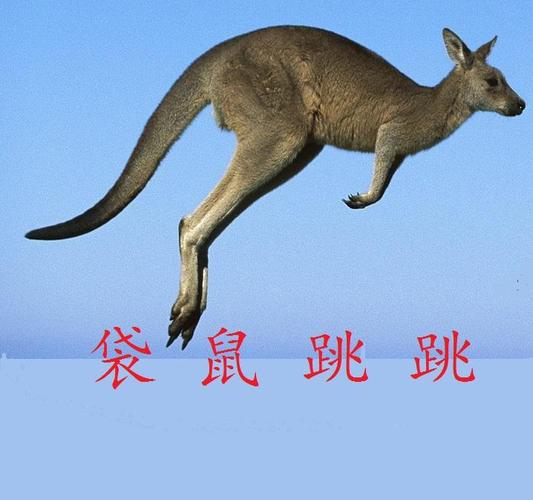 袋鼠跳跳跳缩略图