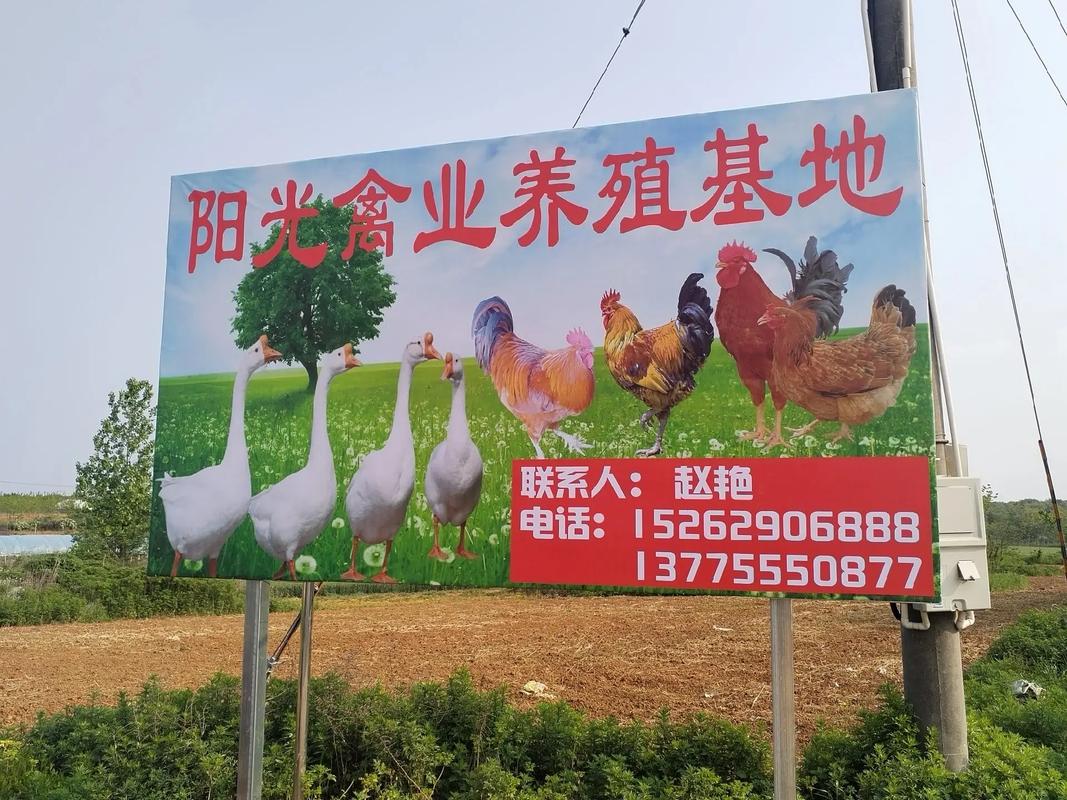 阳光鹅场游戏截图