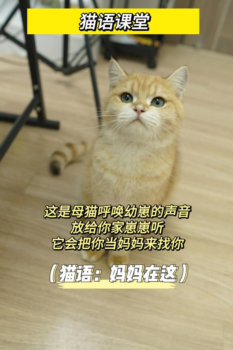抖音当猫听到主人说要再买个猫时表情包游戏截图