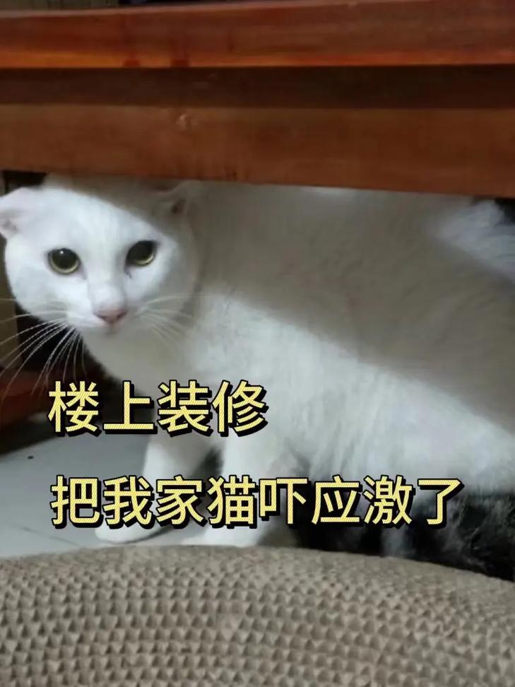 抖音装修派棕猫表情包