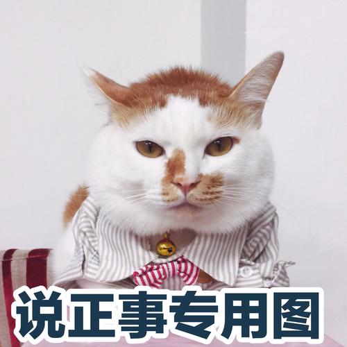 抖音装修派棕猫表情包游戏截图