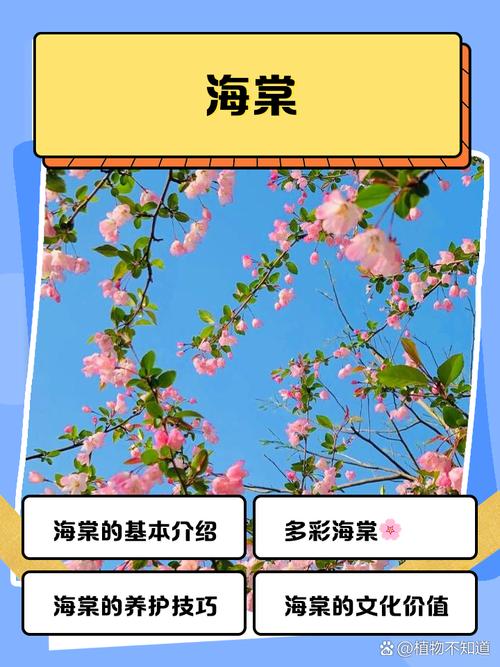 海棠正版