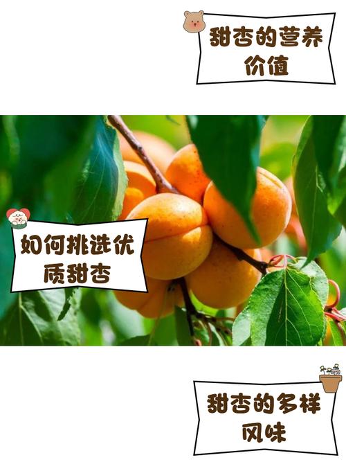 甜杏视频2.0.3