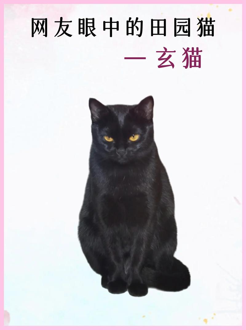 玄猫漫画1.1.0纯净版图标