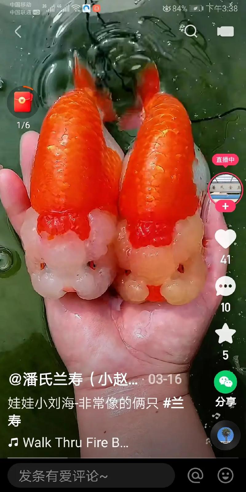 金鱼视频