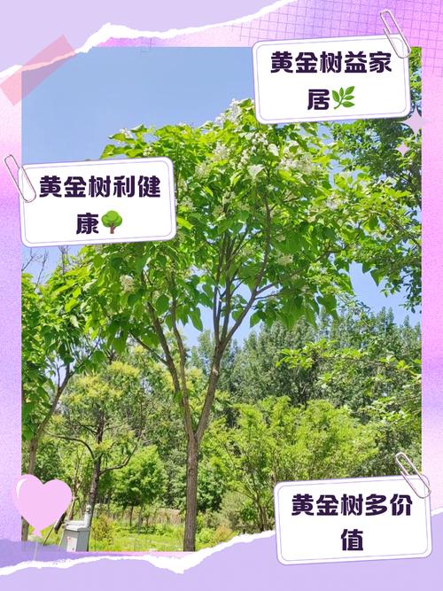 D豆树黄金树