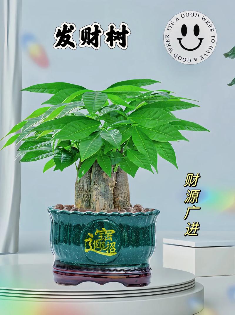 发财树视频手机版