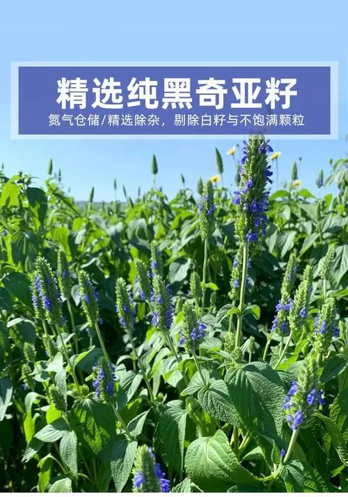 黑奇亚籽功效与副作用缩略图