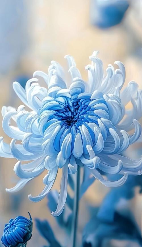 菊花直播app手机版蓝色旧版无广告缩略图