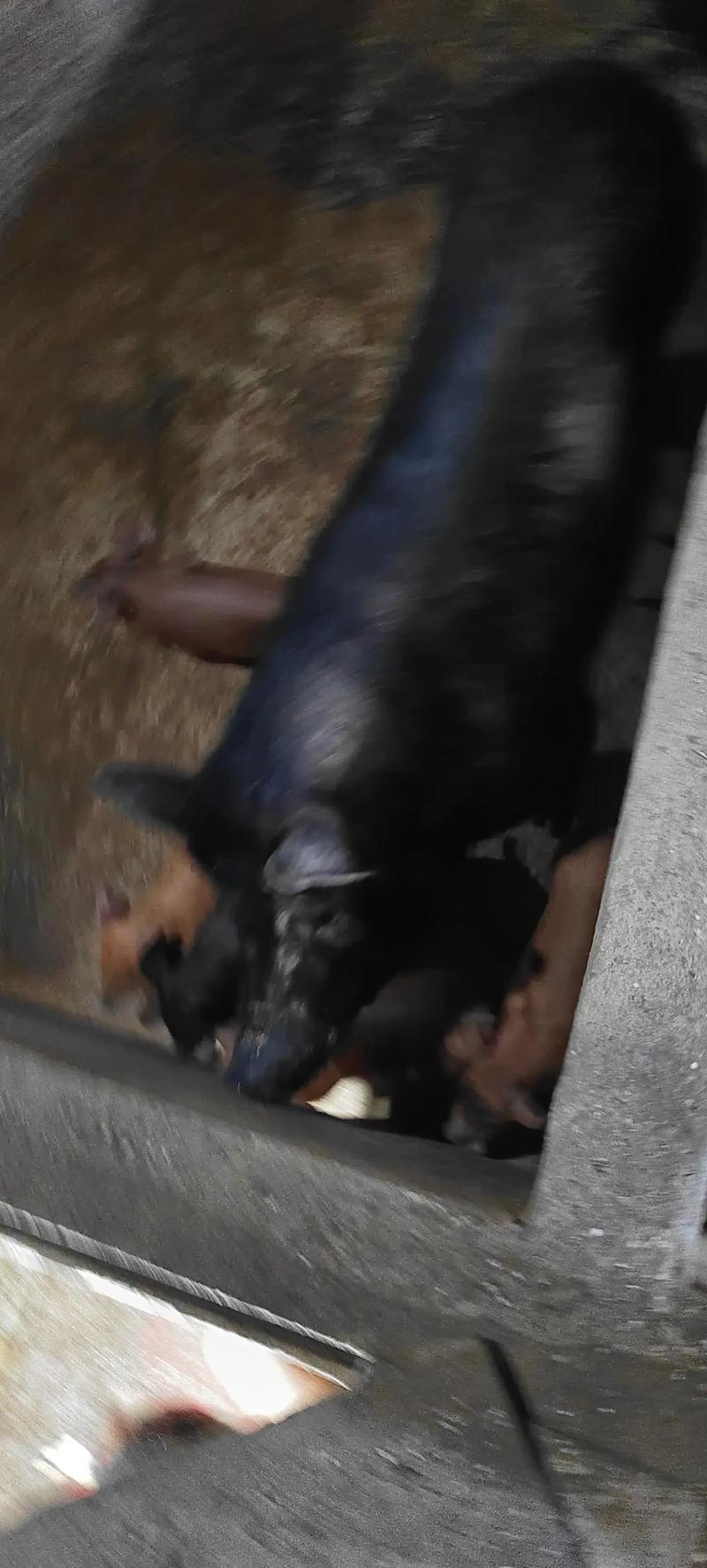 黑猪视频免排队