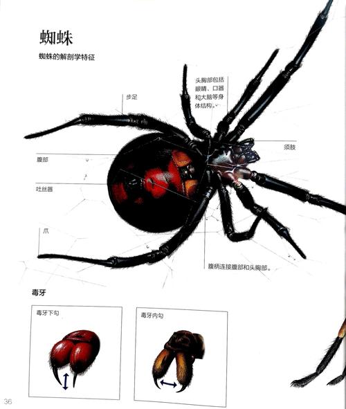 蜘蛛框架最新版本更新内容