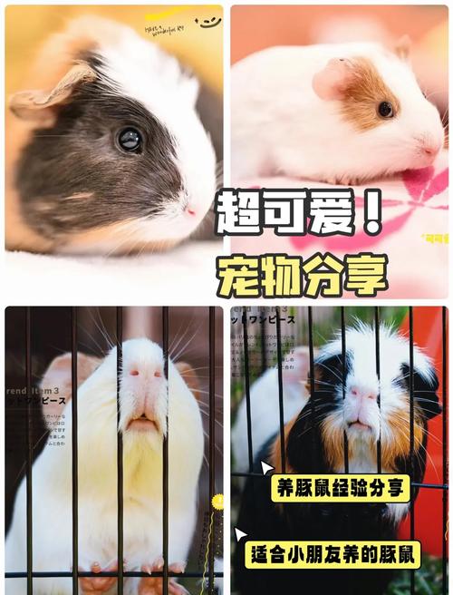 阳光豚鼠养殖赚钱缩略图