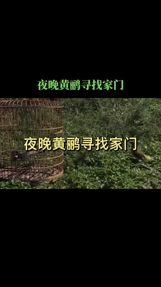 暗区黄鹂鸟直装科技游戏截图