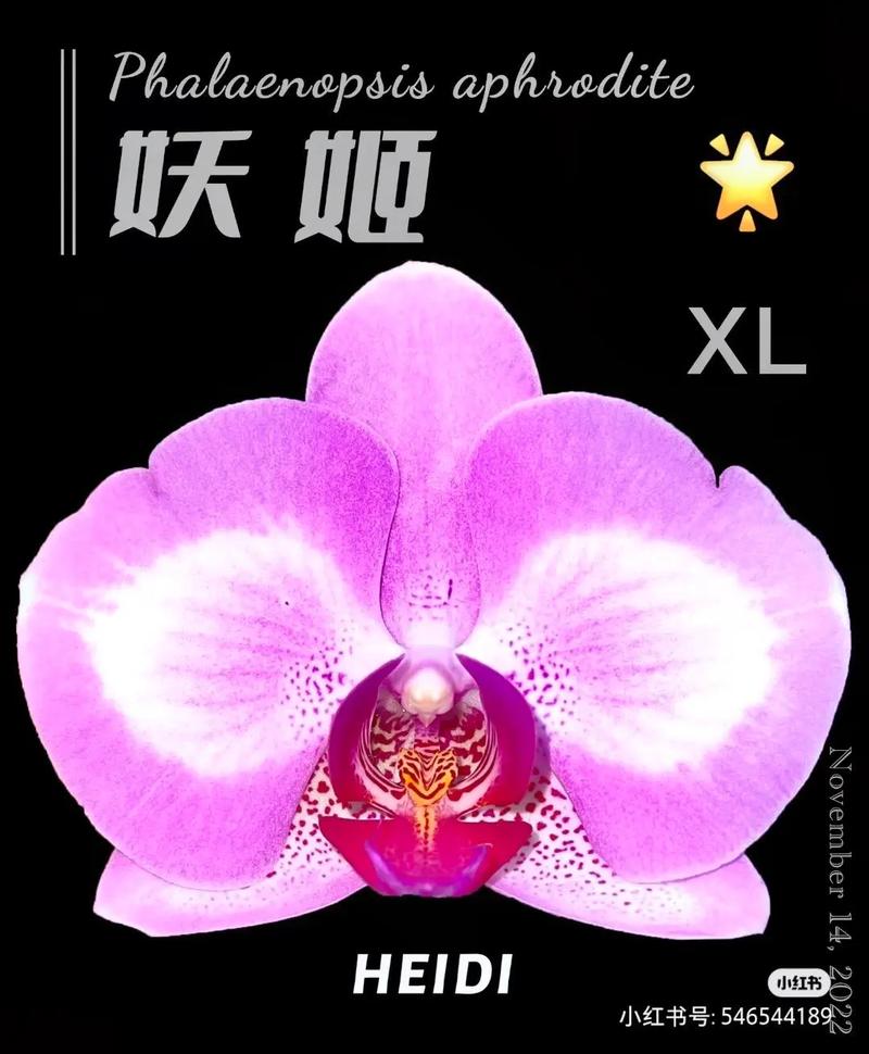 妖姬TV官网测试新版游戏截图
