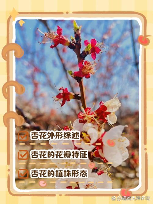 杏花35.55s