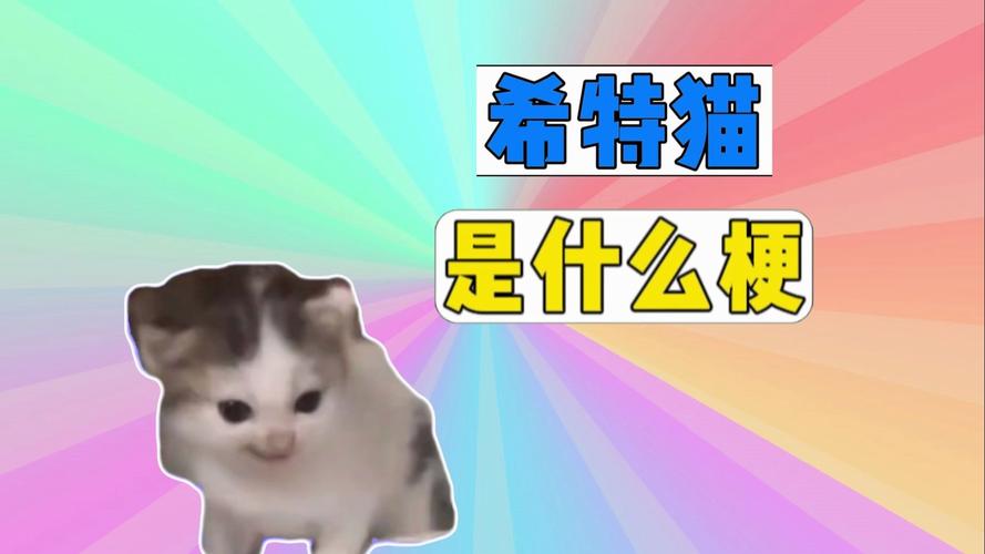 hiya叫的猫