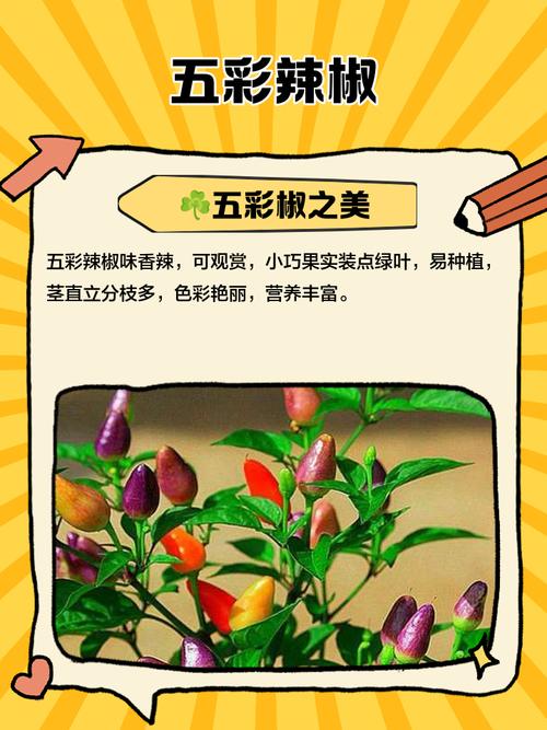 新鲜五彩辣椒直播游戏截图