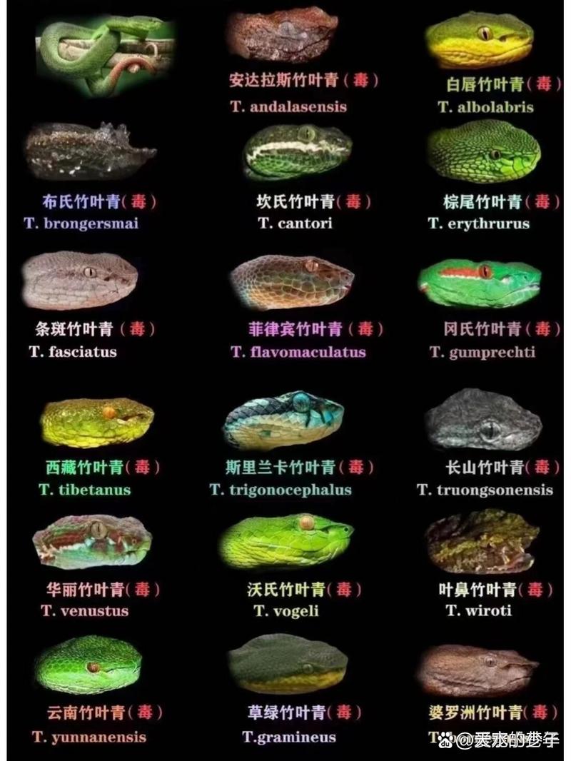 毒蛇直装无限阅读币版