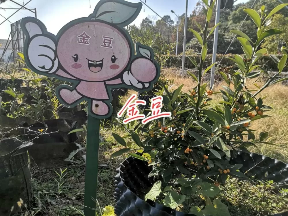 金豆树百科游戏截图