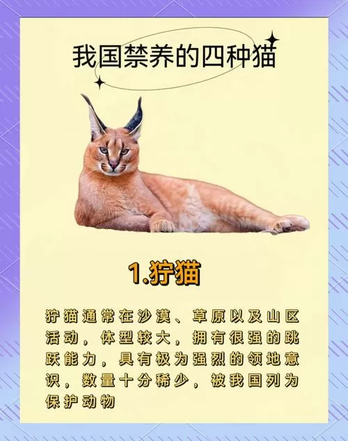 2025全国禁养猫一览表缩略图