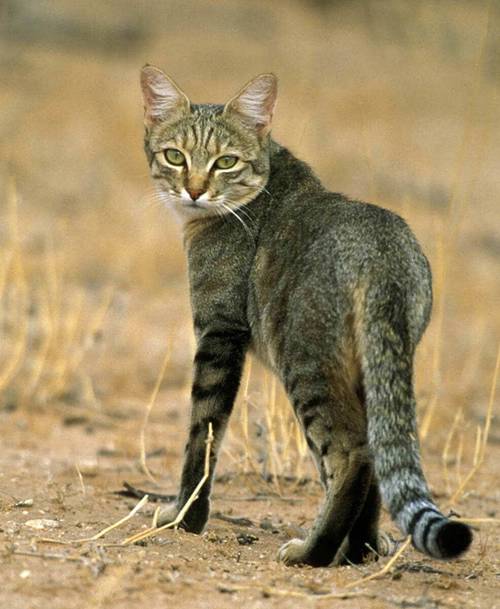 野猫安卓版手机版缩略图