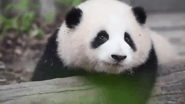 熊猫动态壁纸软件游戏截图