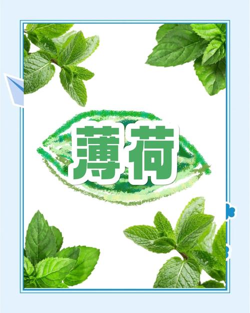 类似于薄荷的香料