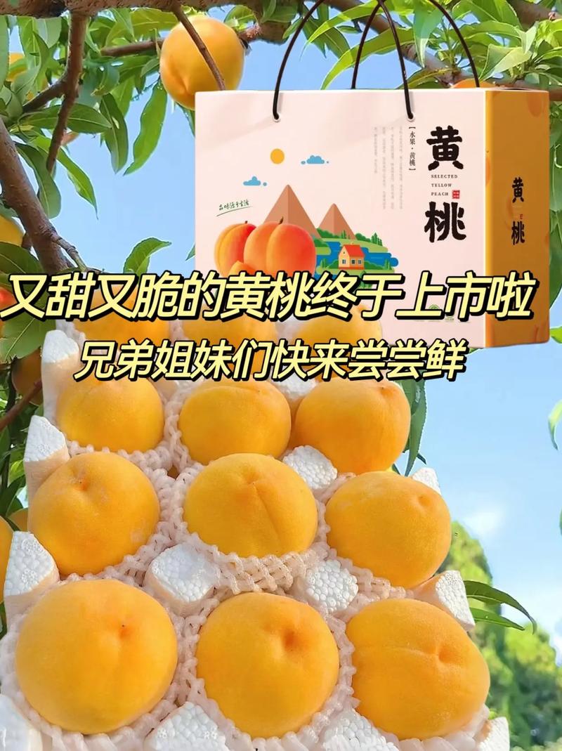 女主叫黄桃的小说