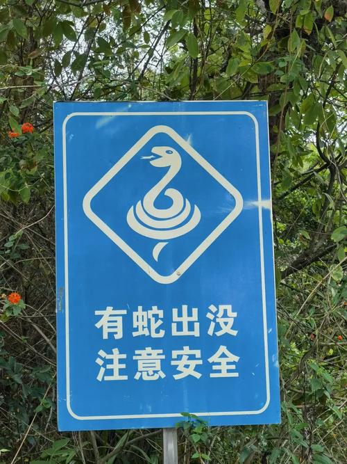 毒蛇加速器安装正版