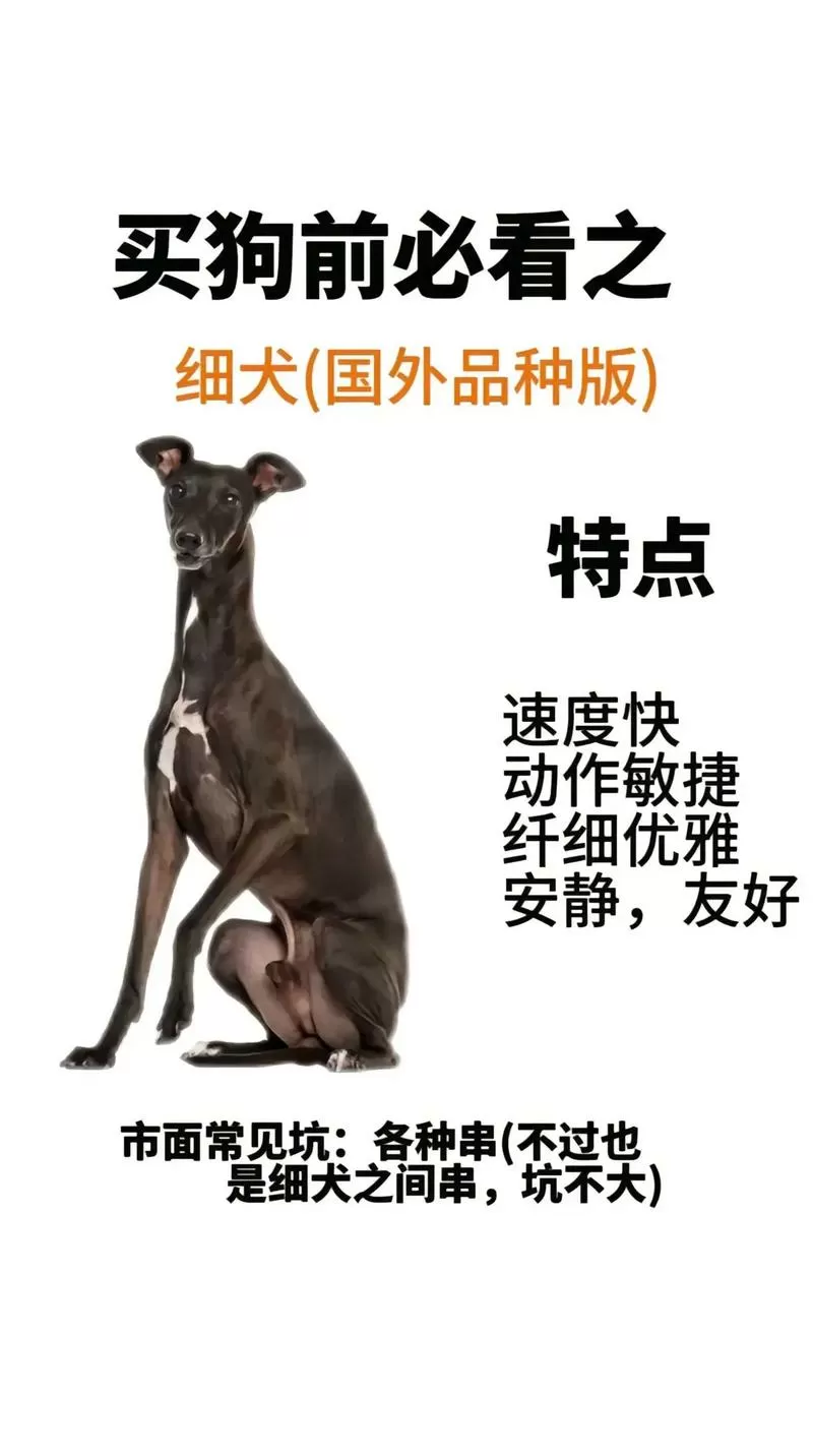 细狗app改名叫啥了缩略图