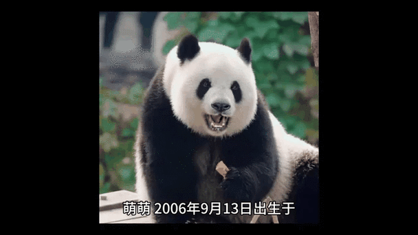熊猫动态壁纸app安卓版辅助缩略图