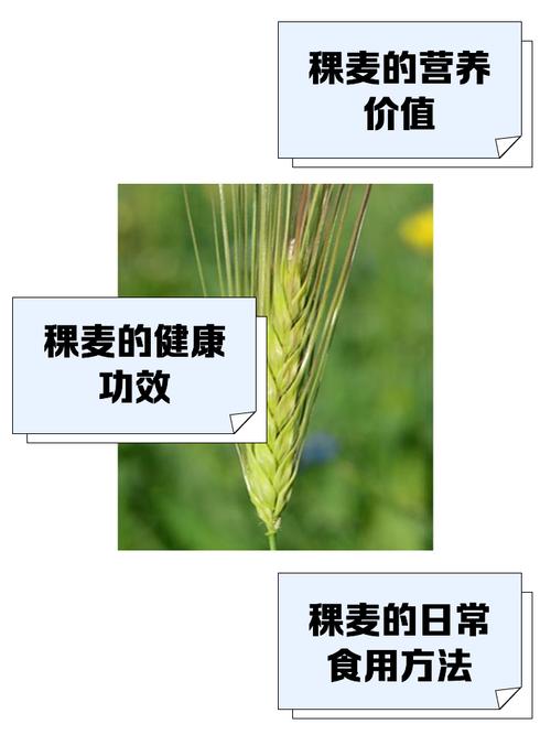稞麦视频mp4缩略图
