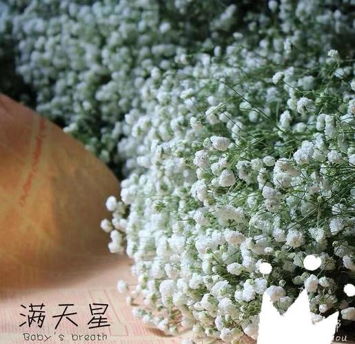漫天星官方正版白色版无删减缩略图
