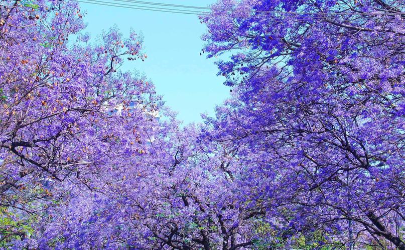 花季怎么免费观看蓝色旧版无广告缩略图