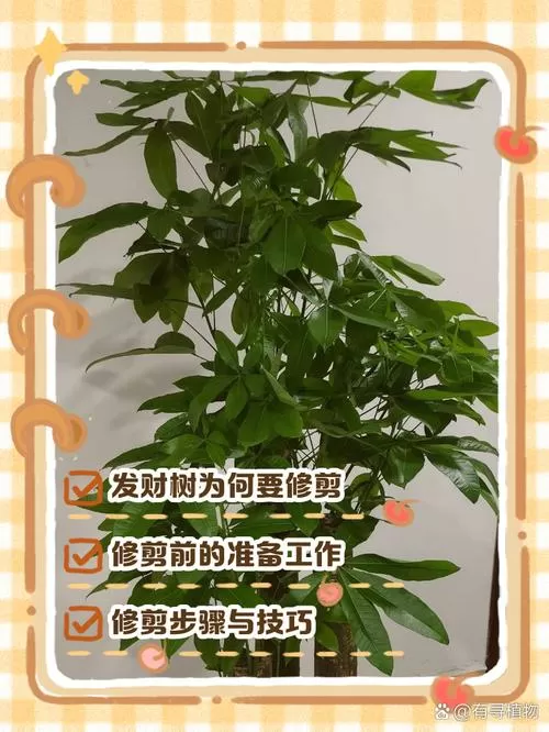 发财树如何修剪整形缩略图
