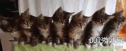 猫咪点头表情包缩略图