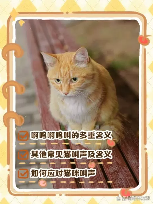 猫喵呜喵呜的叫啥意思缩略图