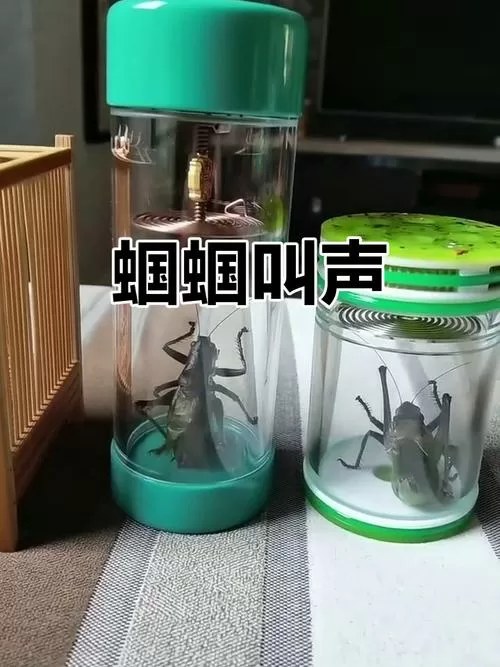 悦耳蝈蝈叫声大图标