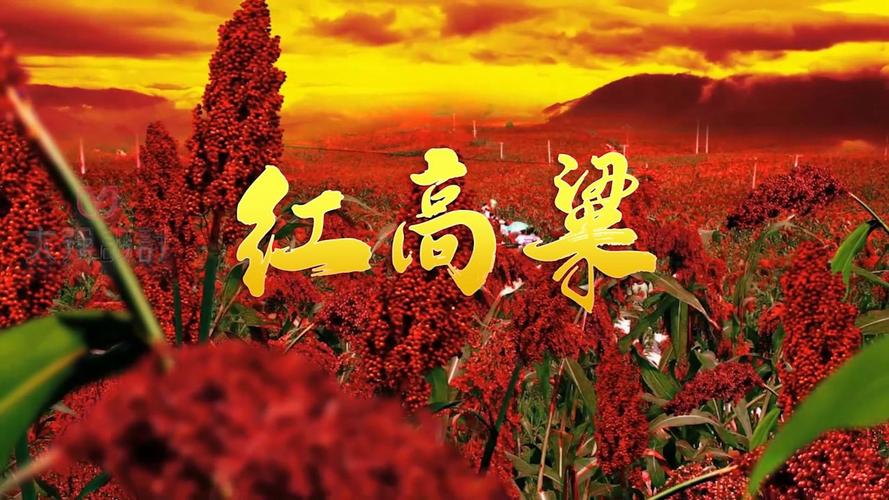 红高粱直播缩略图