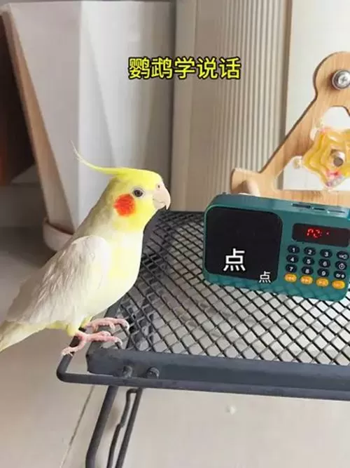 鹦鹉学说话循环录音mp3图标