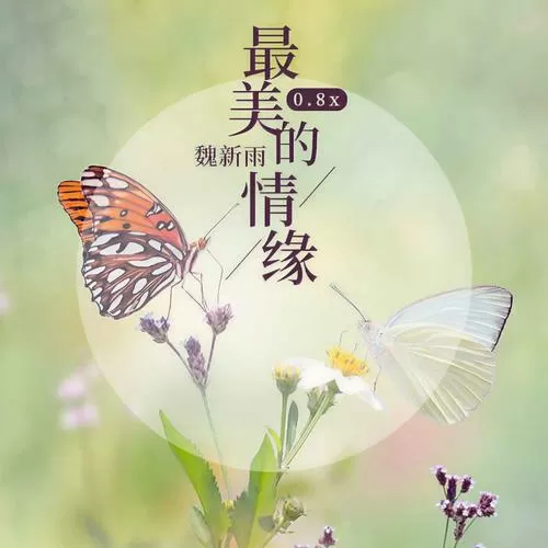 最美的情缘mp3下载缩略图