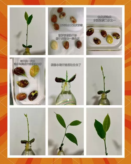菠萝蜜核能种植吗?