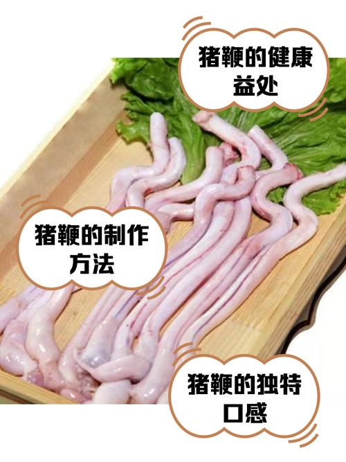 猪鞭是什么器官