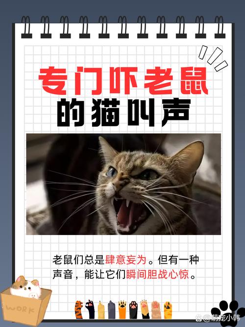 猫咪叫声播放吓老鼠音效缩略图