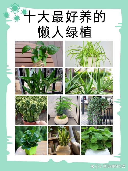 十大最好养的懒人绿植光环加速版缩略图