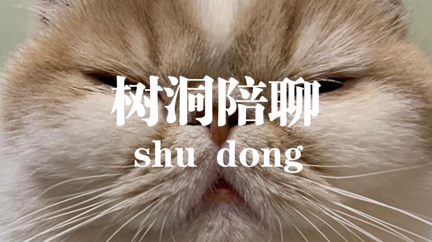 树洞陪聊兼职正版缩略图