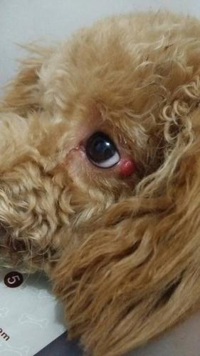 狗狗眼皮上长了个红包免费国语游戏截图